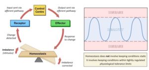 Homeostasis