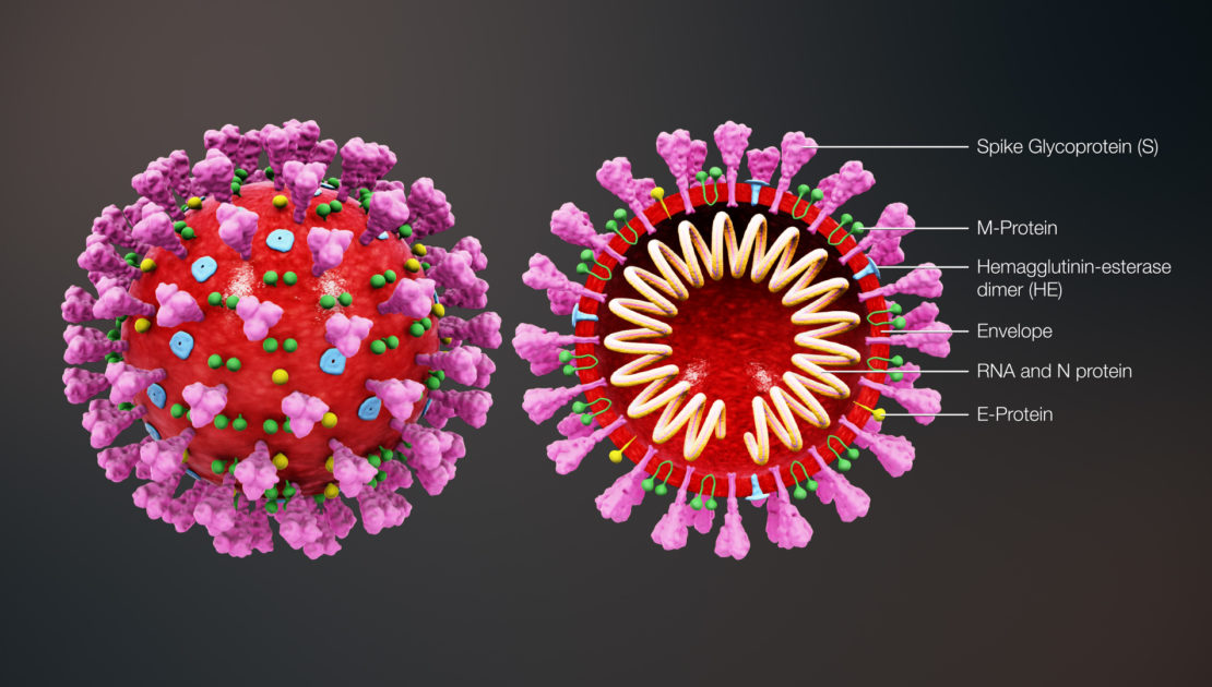 Corona Virus