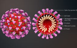 Corona Virus